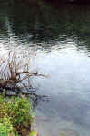 Fishing10.jpg (44664 bytes)