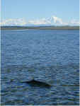 Fishy_Fairweather.jpg (67195 bytes)
