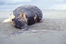 beachedwhaletail.jpg (152534 bytes)