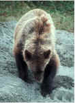 bear_approaching.jpg (20522 bytes)