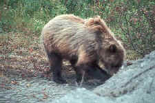 bear_digging2.jpg (29247 bytes)