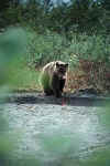 bear_fishhead.jpg (25240 bytes)