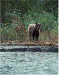 bear_safedistance.jpg (23707 bytes)