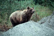 bear_smile.jpg (28045 bytes)