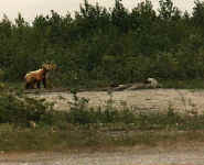 bearonroad1.jpg (21680 bytes)