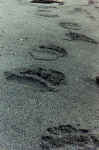 bearprints1.jpg (221985 bytes)
