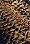 bearprints2.jpg (241025 bytes)