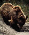 diggingbear.jpg (55391 bytes)