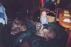doggyrides.jpg (81404 bytes)