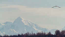 eaglefairweather.jpg (82578 bytes)