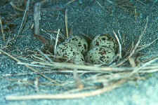 gull_eggs1.jpg (26251 bytes)