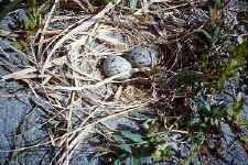 gull_eggs2.jpg (44288 bytes)