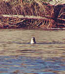 harborseal.jpg (86206 bytes)