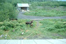 logcabin_moose1.jpg (26004 bytes)