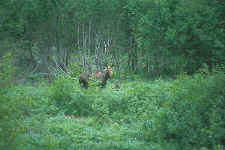 logcabin_moose2.jpg (24444 bytes)