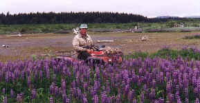 lupine.jpg (51283 bytes)