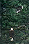 matingpair2.jpg (240174 bytes)