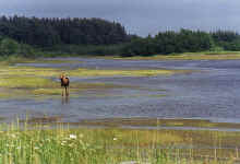 middlemoose.jpg (47243 bytes)