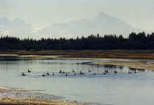 morninggeese1.jpg (201778 bytes)