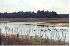 morninggeese3.jpg (35579 bytes)