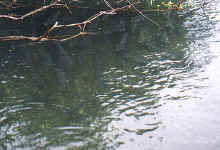 newsockeye1.jpg (54624 bytes)