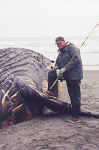 patwhale.jpg (105505 bytes)