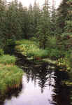 stream3.jpg (217458 bytes)