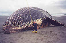 taniswhale1.jpg (124365 bytes)