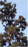 treetopeagle.jpg (221472 bytes)