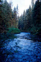 Downstream View1.jpg (210257 bytes)