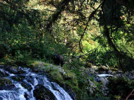 Falls Bear2.jpg (119382 bytes)