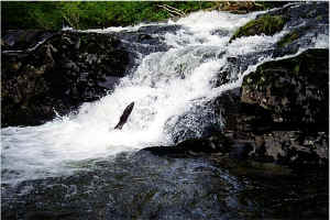 Falls Jump1.jpg (105471 bytes)