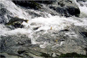 Falls Jump2.jpg (108462 bytes)