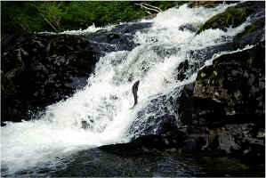 Falls Jump3.jpg (94300 bytes)