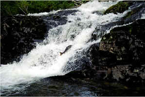 Falls Jump5.jpg (94835 bytes)
