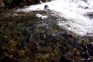 Falls Lining Up1.jpg (87189 bytes)