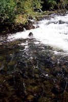 Falls Lining Up2.jpg (216168 bytes)