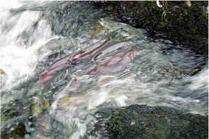 Falls Pool14.jpg (99079 bytes)