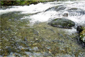 Falls Pool16.jpg (113043 bytes)