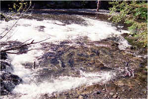 Falls Pool18.jpg (132245 bytes)