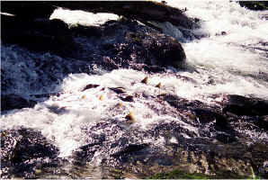Falls Pool19.jpg (116338 bytes)