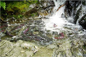 Falls Pool1.jpg (126696 bytes)