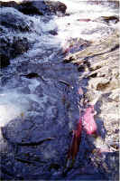 Falls Pool20.jpg (228415 bytes)