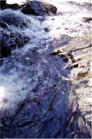 Falls Pool23.jpg (193831 bytes)