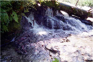 Falls Pool27.jpg (116596 bytes)
