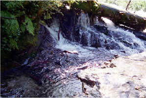 Falls Pool28.jpg (115588 bytes)