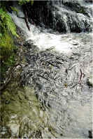 Falls Pool8.jpg (267797 bytes)