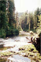 Falls River Below1.jpg (260699 bytes)