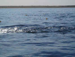 Fins10.jpg (135946 bytes)