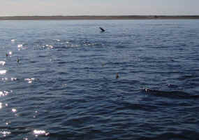 Fins12.jpg (108976 bytes)